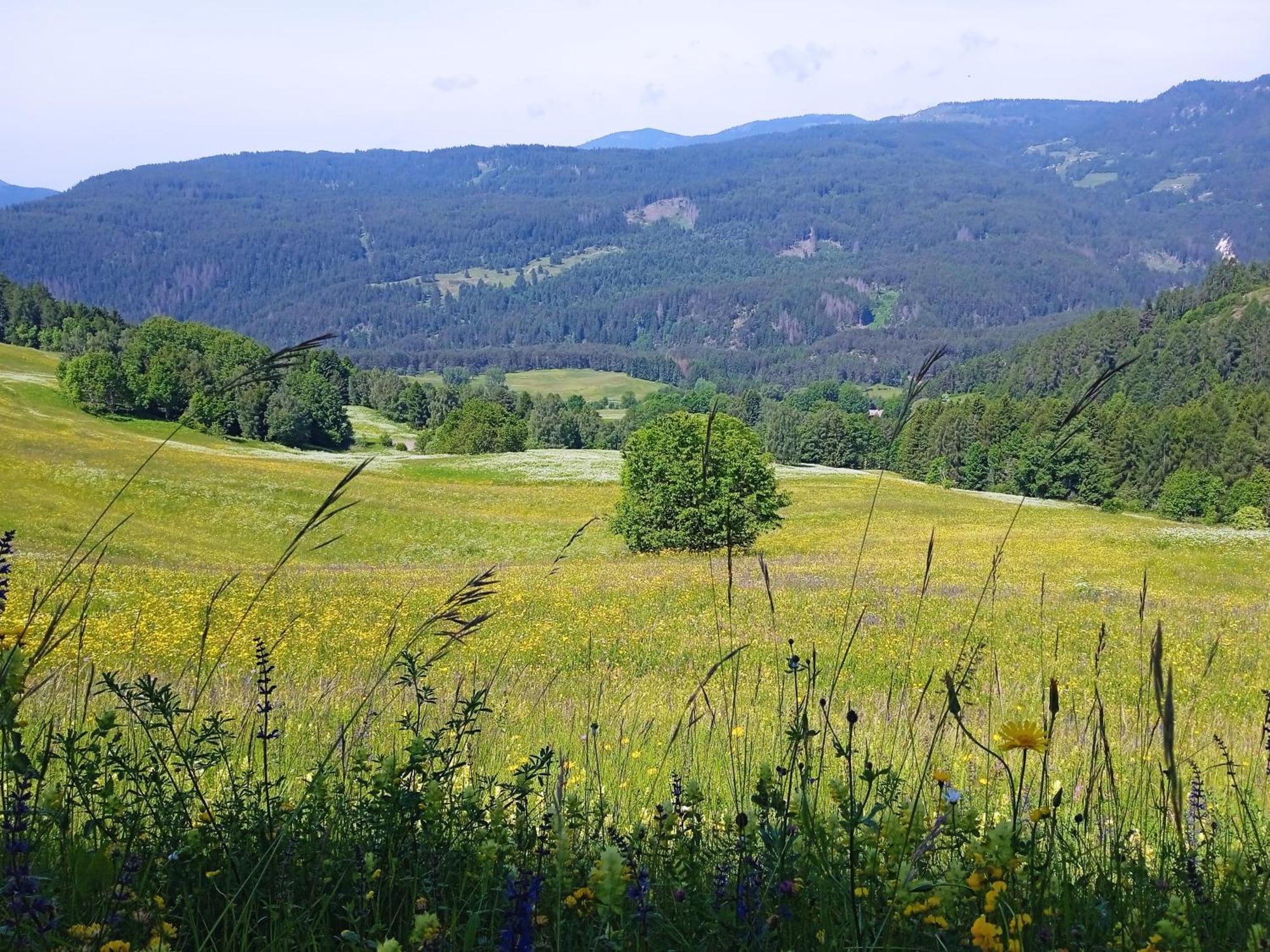 Appartamento Tiziana Val Di Fiemme Карано Екстер'єр фото